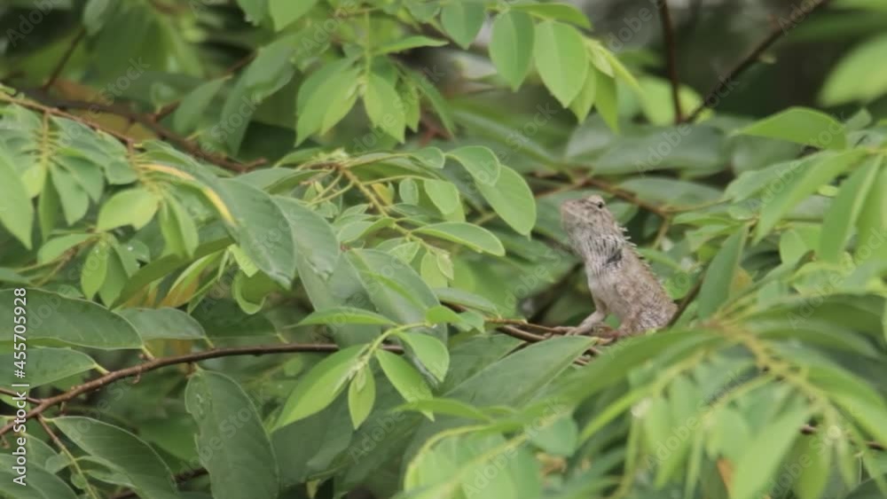 closeup shot of a oriental garden lizard in nature closeup shot of a oriental garden lizard in nature