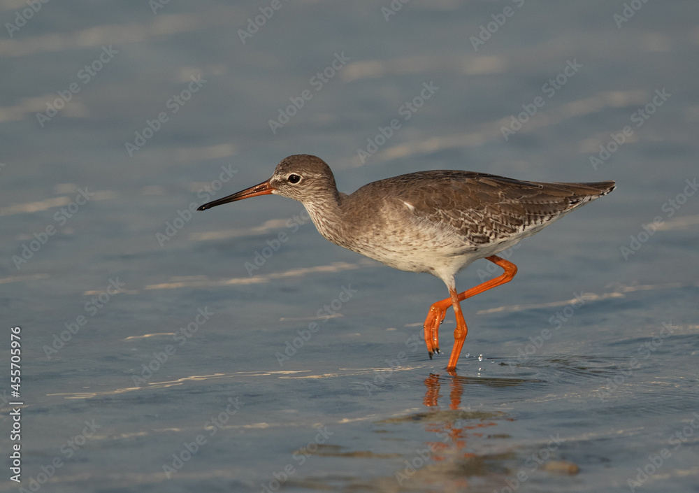 Redshank at Busiateen coast, Bahrain Redshank at Busiateen coast, Bahrain