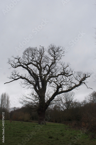 tree in the field