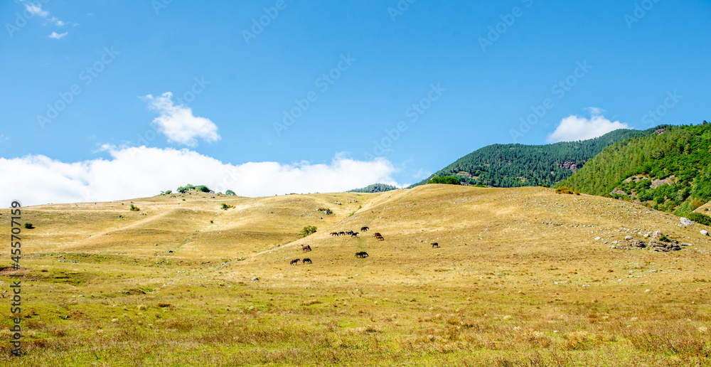 Group of horses eating grass together in a field, horses in a meadow Group of horses eating grass together in a field, horses in a meadow