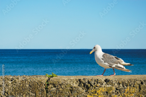 海鳥　海　空