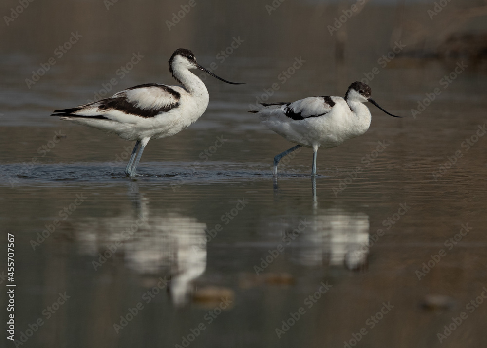 Pied Avocets wading at Asker marsh, Bahrain Pied Avocets wading at Asker marsh, Bahrain