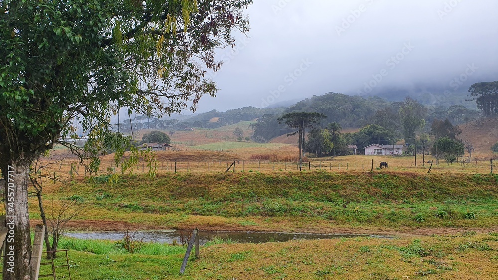 Obraz premium landscape with cows