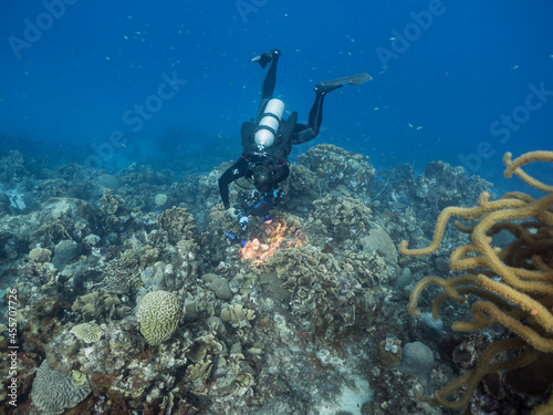 Professional diver   underwater cinematographer filming in coral reef of Caribbean Sea around Curacao