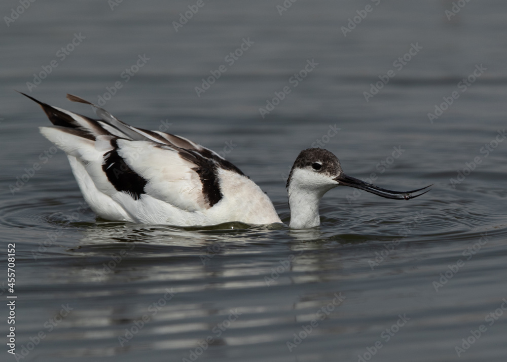 Fototapeta premium Pied Avocet feeding at Asker marsh, Bahrain