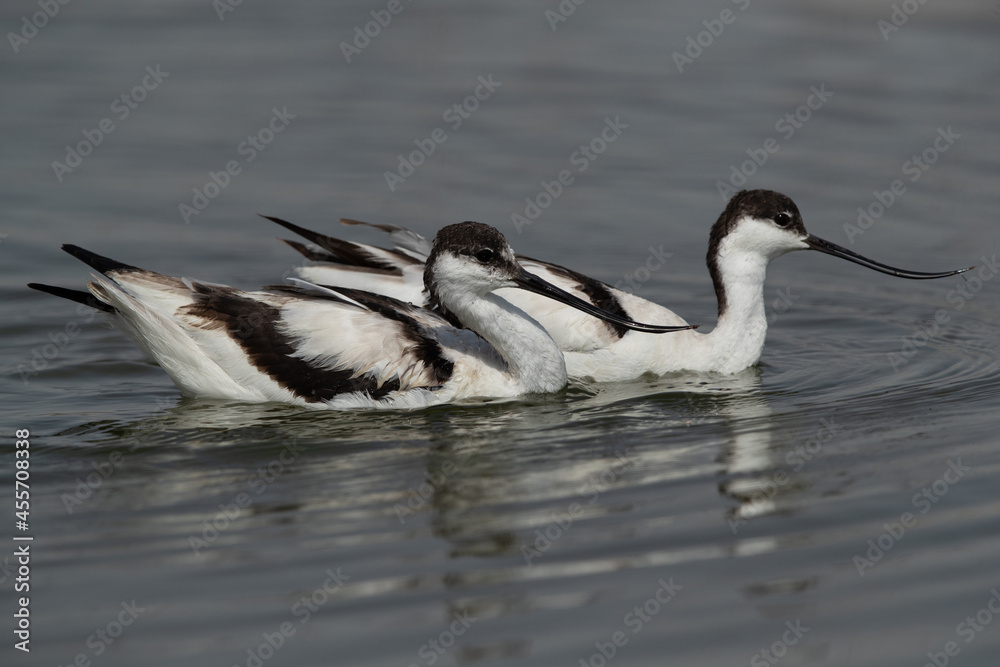 Closeup of Pied Avocets at Asker marsh, Bahrain Closeup of Pied Avocets at Asker marsh, Bahrain