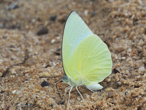 Closeup butterfly on flower