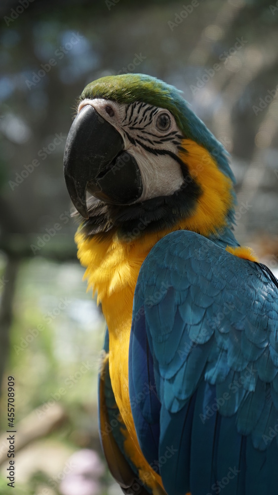 Fototapeta premium blue and yellow macaw
