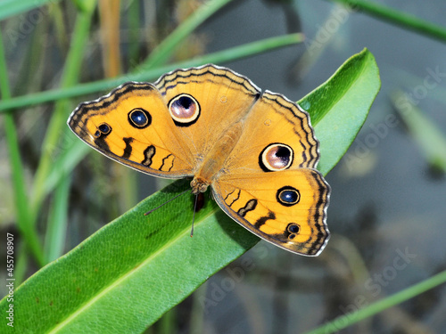 Closeup butterfly on flower