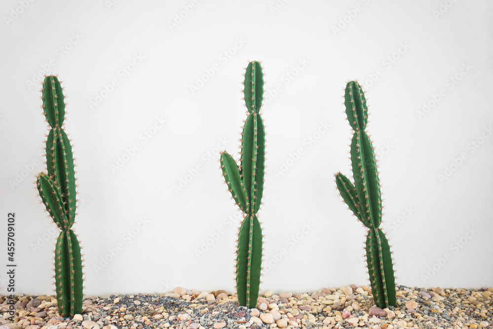 Big cactus on the white cement wall on the background. Big cactus on the white cement wall on the background.