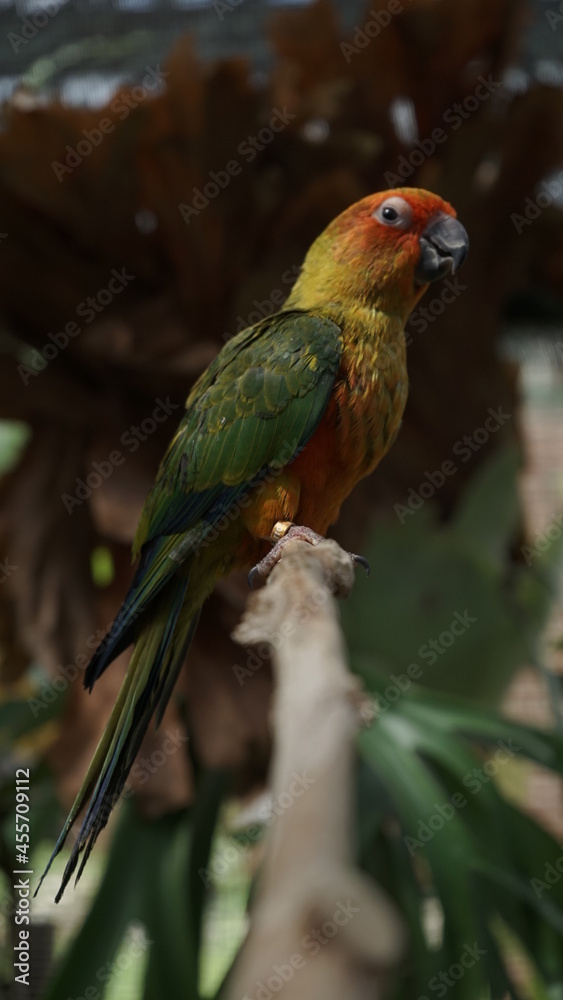 Fototapeta premium red and yellow macaw