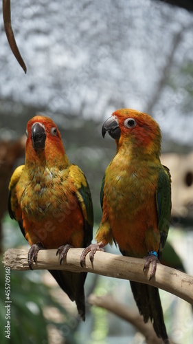 pair of parrots © Hendra