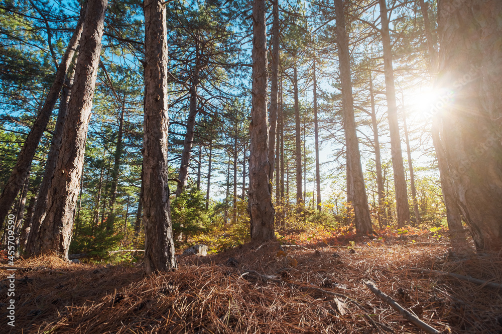 Fototapeta premium beautiful autumn pine forest on a sunny day. Fall season in forest