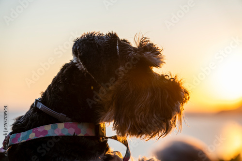 Portrait of black and silver miniature schnauzer shoot in nature during sunset