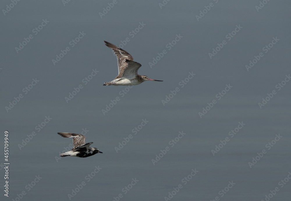 Grey plover and bar-tailed godwit in flight at Busaiteen coast of Bahrain