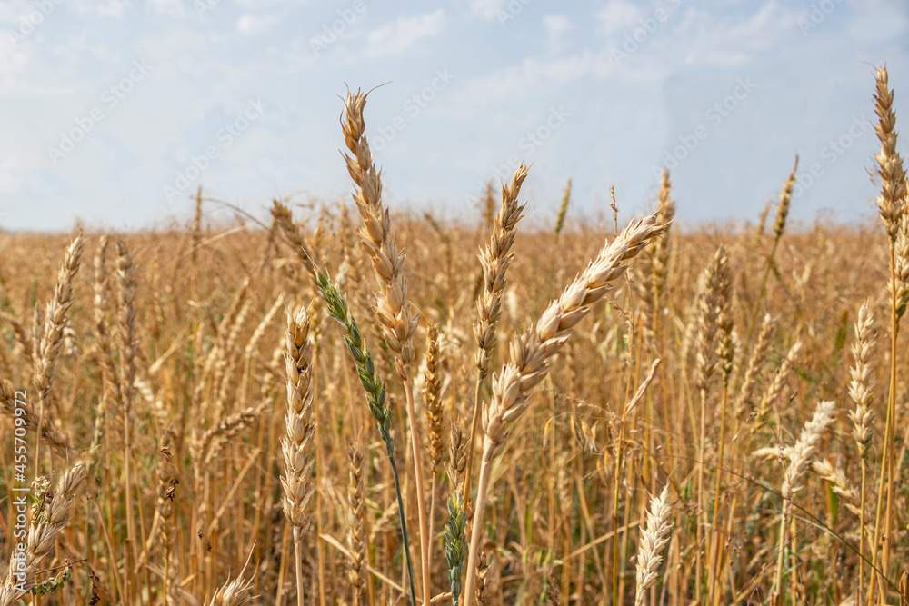 Wheat field. Wheat field.