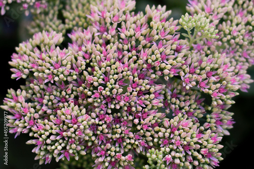 Autumn flowers. Perennial. Many small bright and faded light flowers form a beautiful inflorescence. 