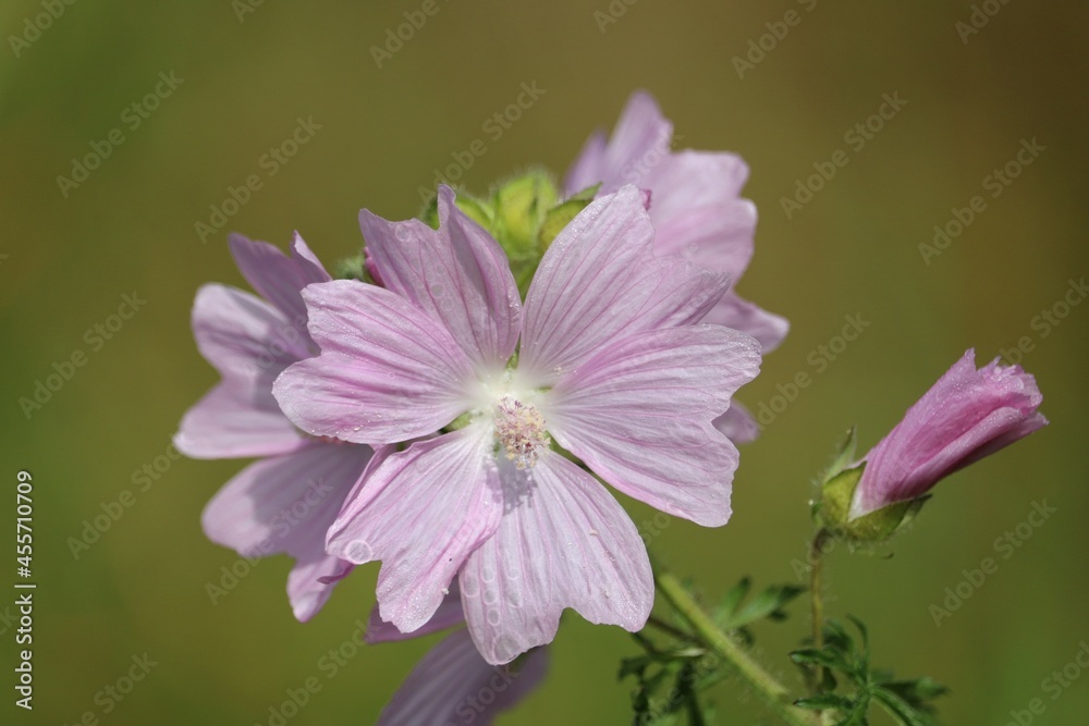 Obraz premium Mauve musquée