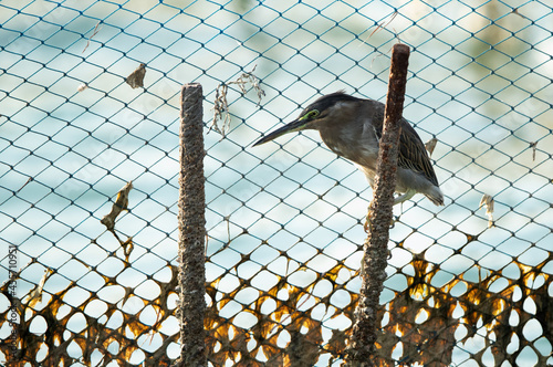 Striated Heron perched on fishing net at Busaiteen coast of Bahrain photo