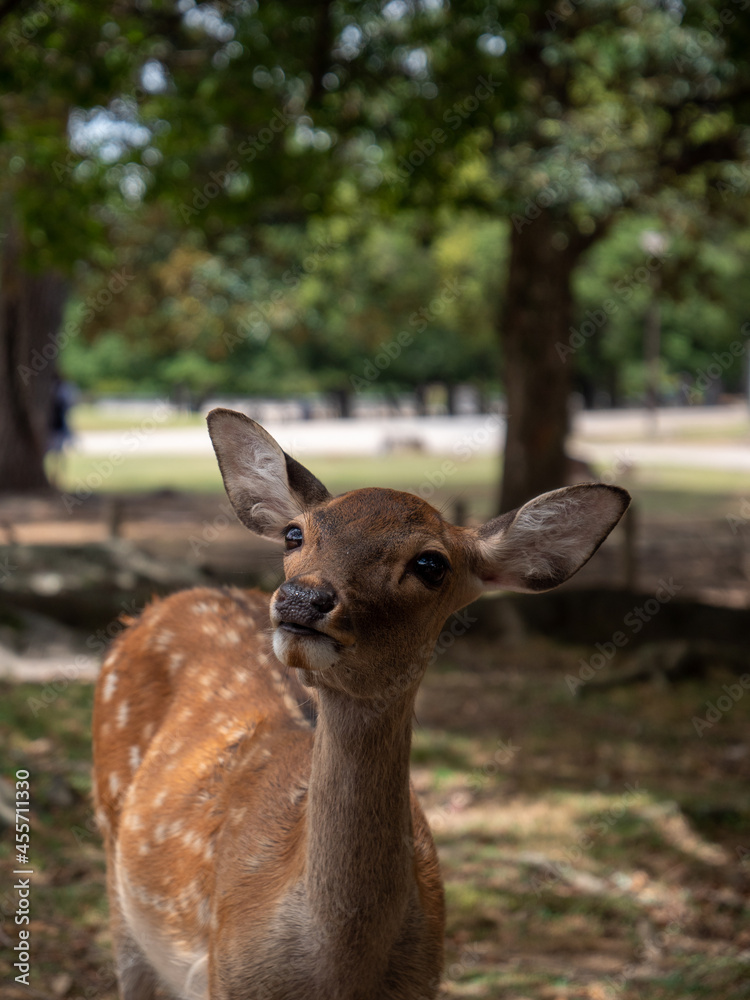 Fototapeta premium deer in the woods