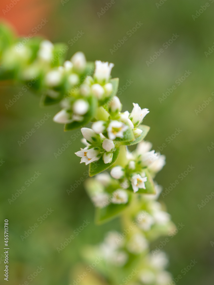 white flowers