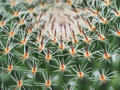 close-up shot of cactus