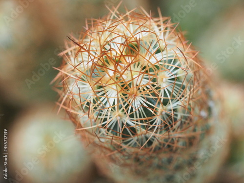 close-up shot of cactus