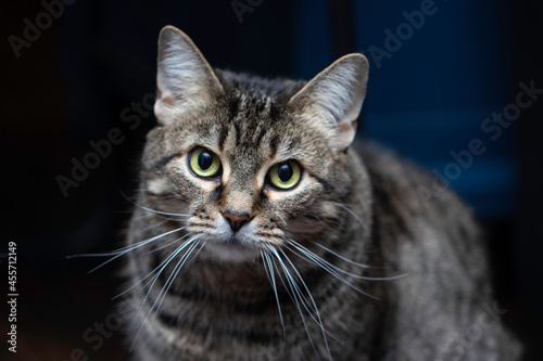 Curious Green Eyed Tabby Cat with Long Whiskers © MOVimages