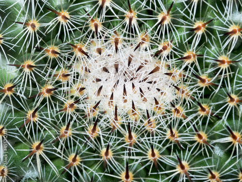 close-up shot of cactus