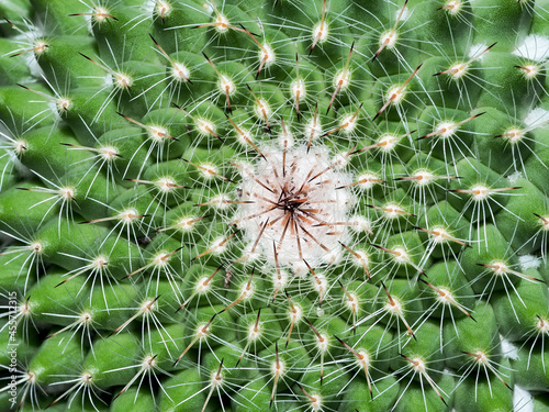 close-up shot of cactus