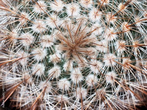 close-up shot of cactus