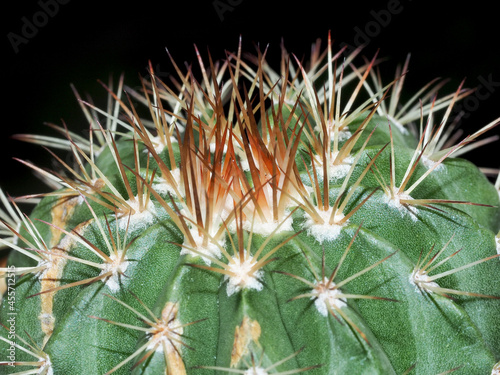 close-up shot of cactus