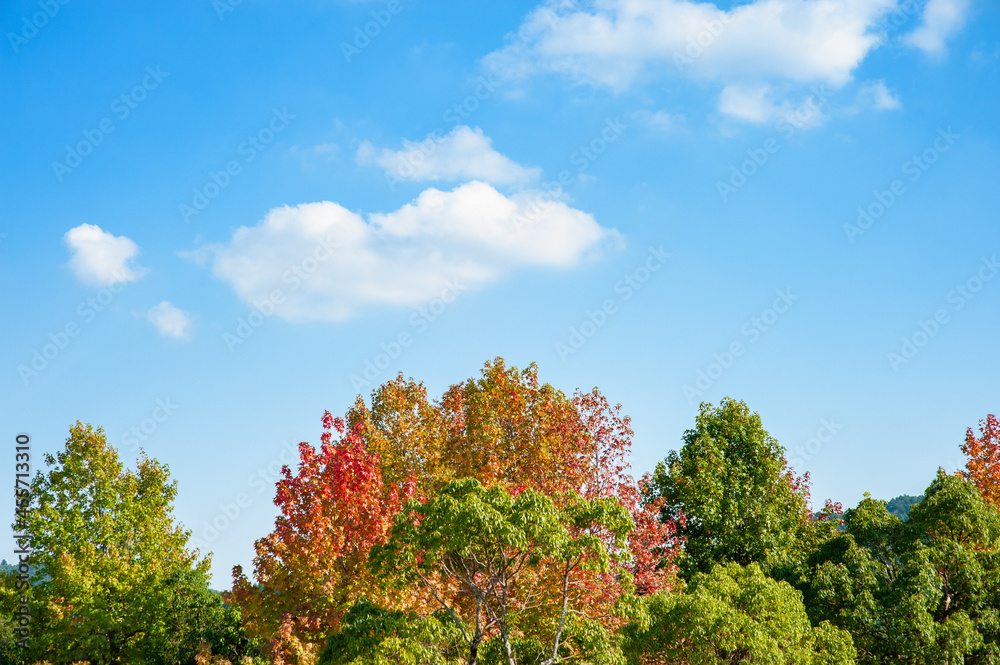 紅葉の樹と青空