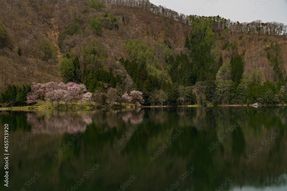 中綱湖 大山桜 満開 中綱湖 大山桜 満開