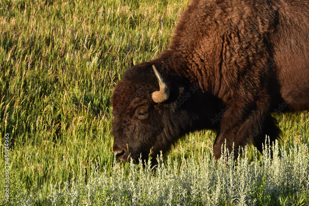 Stunning Bison Walking Through Tall Grass in South Dakota Stunning Bison Walking Through Tall Grass in South Dakota