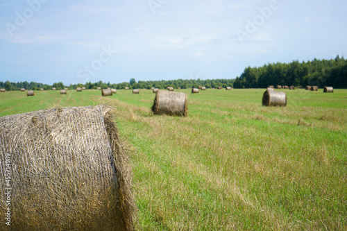 Rural landscapes. Rolls of haystacks on the field. Summer farm scenery with haystack on the background of forest, Agriculture Concept, Harvest concept 