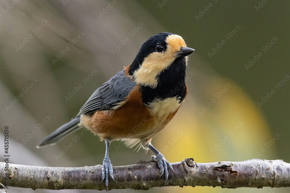 Obraz premium 枝に立つ小鳥