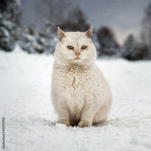 White cat sits on the snowy village road on a frosty winter day