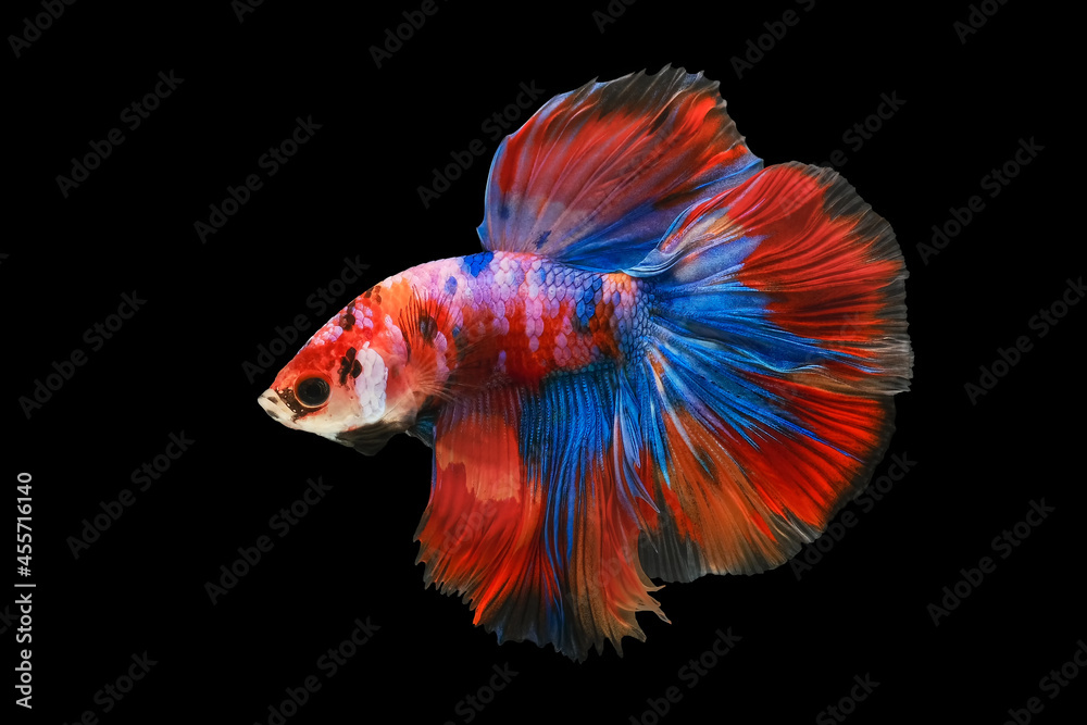 Muti-color siamese betta fish or dumbo betta splendens fighting fish in ...
