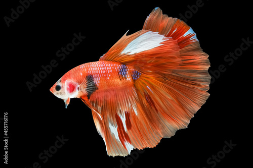 Muti-color siamese betta fish or dumbo betta splendens fighting fish in thailand on black background.