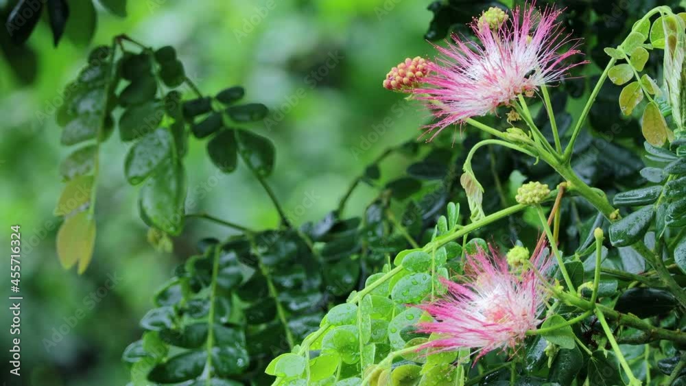 Closeup flowers in rain. Summer flower background on green leaves and dotted lines of rain jets in the background. Natural background. Concept enjoy the relaxing nature. Closeup flowers in rain. Summer flower background on green leaves and dotted lines of rain jets in the background. Natural background. Concept enjoy the relaxing nature.