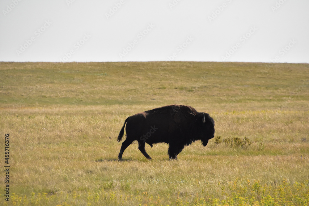Silhouette of a Plains Bison on a Summer Day