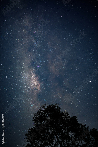 vertical milky way in the starry night sky with moon behind silhouette big tree