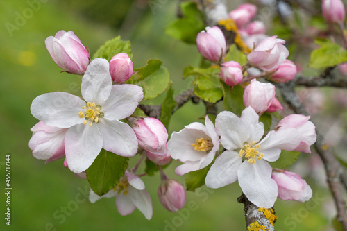 Wei  e Bl  ten und rosa Knospen am Zweig eines Apfelbaums in Nahaufnahme