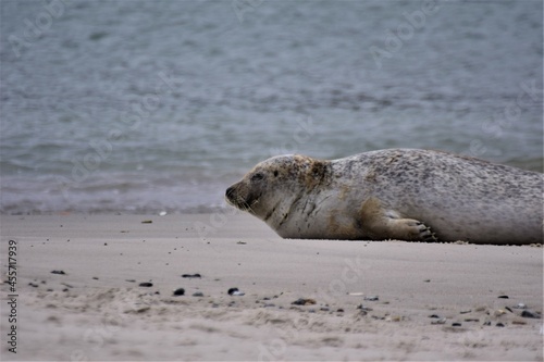 Gray seal on the sandy beach close to the water