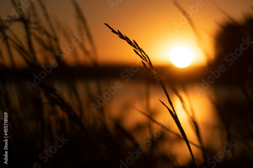 sunset in the grass