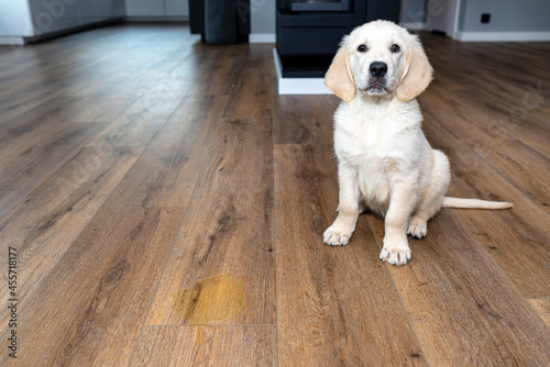 A golden retriever puppy sits scolded near a pee stain on modern waterproof vinyl panels in the living room of the home.