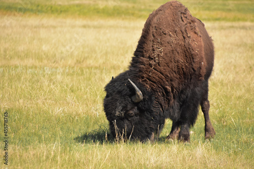 American Buffalo Grazing on Grasses in South Dakota