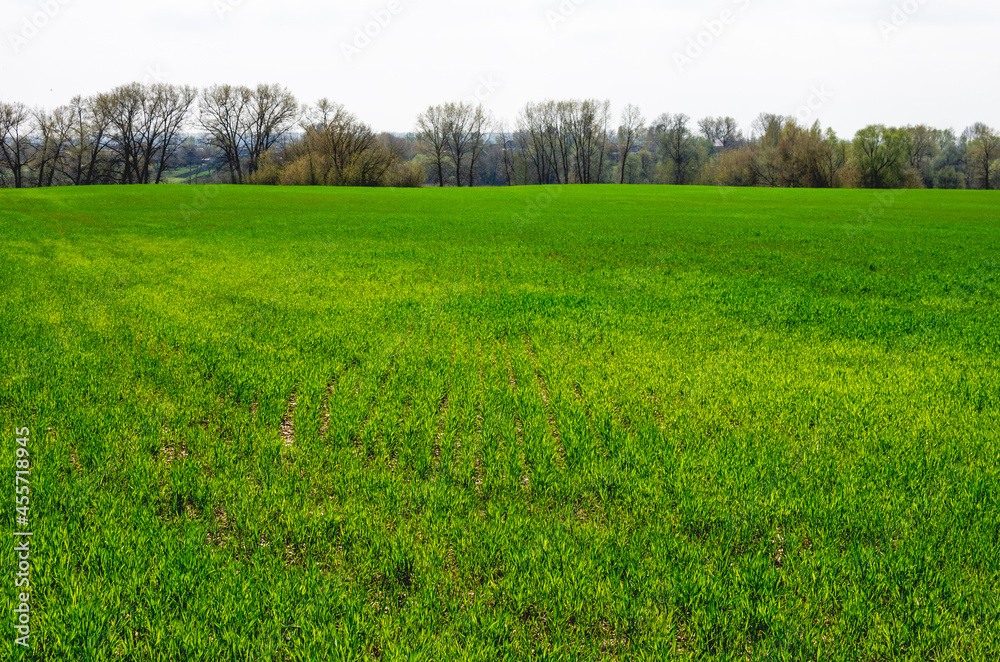 Obraz premium Leaves of winter wheat turned yellow due to illness