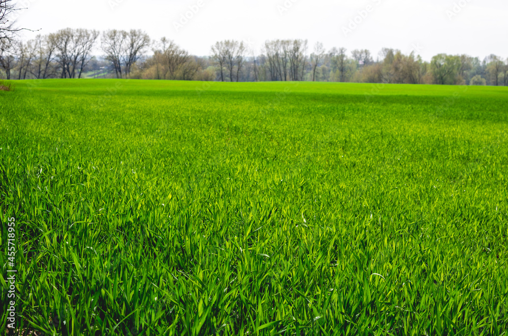 Fototapeta premium Spring, the winter wheat turning green